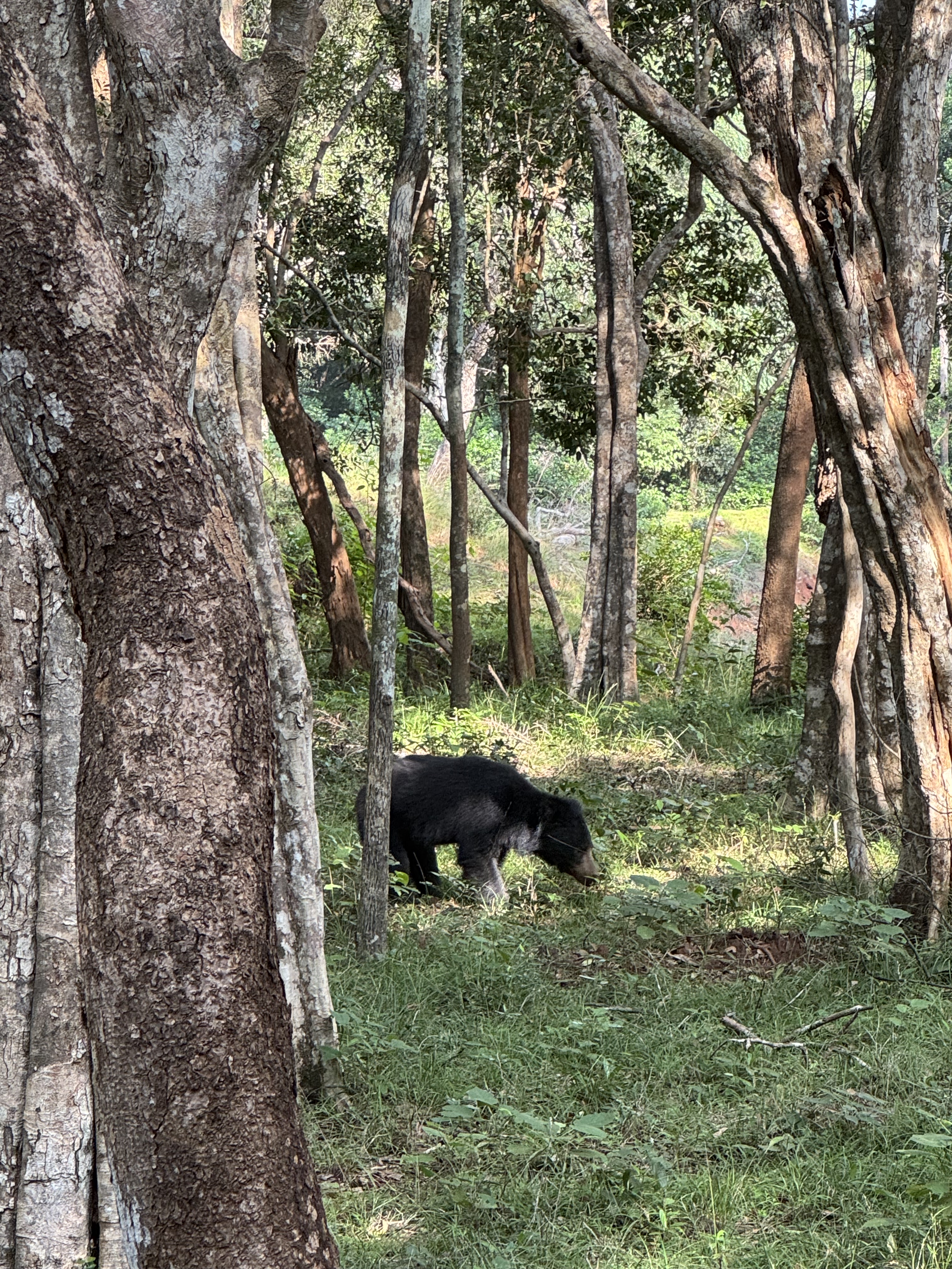 Lippenbär in Wilpattu National Park